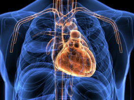 Malattia coronarica: il tissue factor piastrinico predice la mortalità a cinque anni dall’infarto Illustrazione anatomica del cuore umano