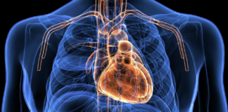 Illustrazione anatomica del cuore umano