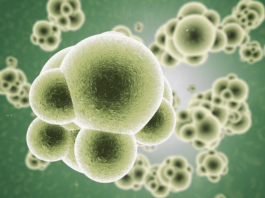 Sepsi, novità dalle nuove linee guida internazionali aggiornamento linee guida sepsi