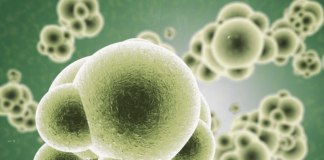 aggiornamento linee guida sepsi