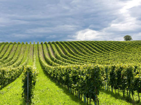 Il volano multifunzionalità per l’agricoltura italiana multifunzionalità