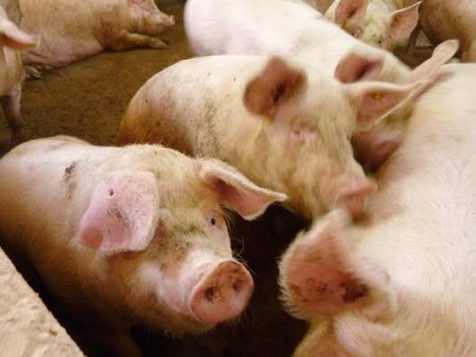 suinicoltura in crisi