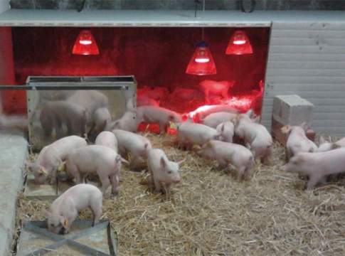 Francia, l’energia elettrica conquista l’allevamento