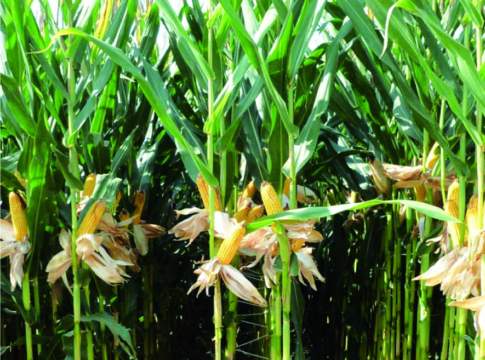 Aumentare la produttività del mais