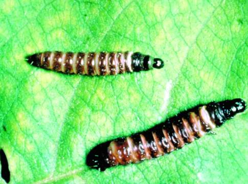 Cidia e anarsia, sostenibilità incentrata sull’uso dei feromoni