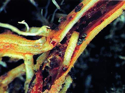 La prevenzione parte dalla difesa dagli insetti