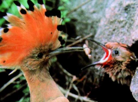 Nicchie ecologiche nel frutteto. Più vita per l’agroecosistema