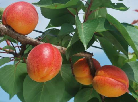 albicocche