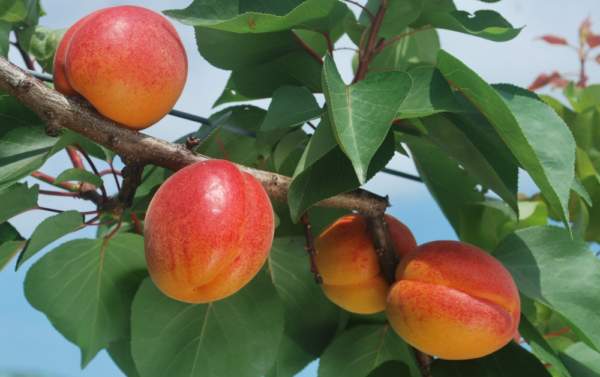 albicocche
