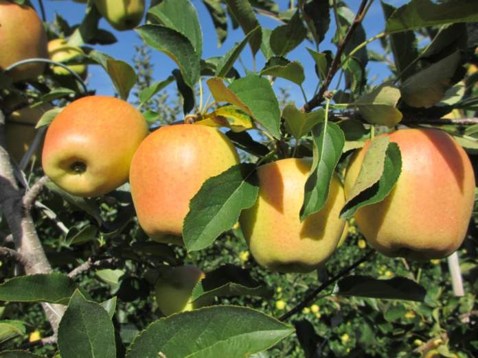 FR_13_11_Mela_Parsi_da_Rosa