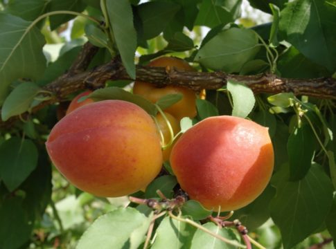 Le principali novità varietali per le drupacee minori