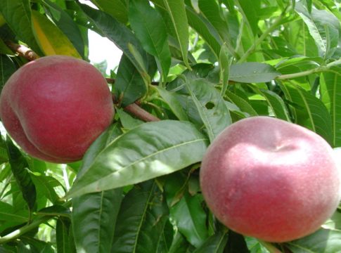 La coltivazione del pesco in Basilicata, cambiano gli orientamenti varietali coltivazione pesco