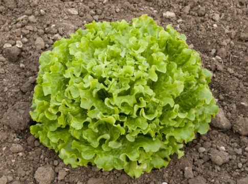 Insalate, ampia gamma di novità per il 2014