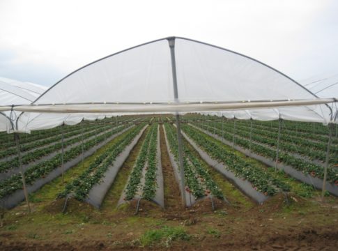 Copertura a luce diffusa orticole