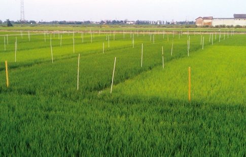 Sensori per la concimazione