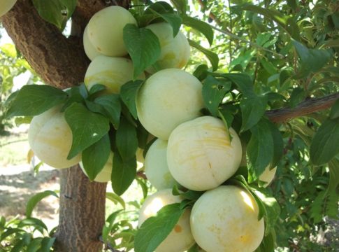 Il miglioramento genetico del susino in Italia