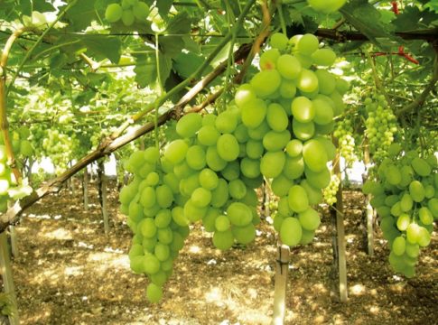 Uva da tavola: rilancio a base di ricerca