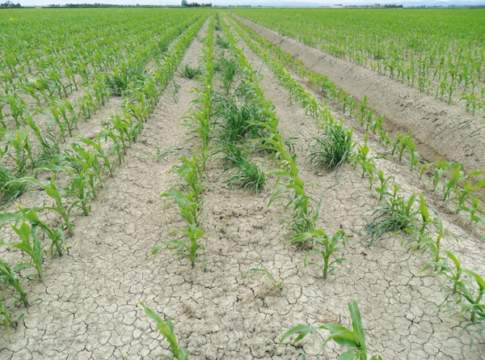 Quando basta il postem-emergenza