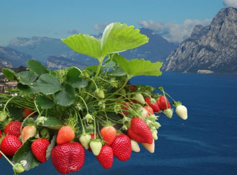 Continua anche all’estero il successo del breeding italiano