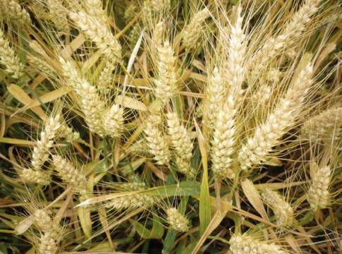 Tenero, giù rese e pesi specifici. La campagna parte in salita