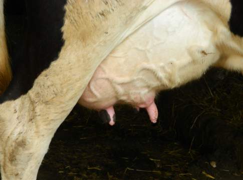 Fisiologia. Stress ossidativo alla base di molte mastiti