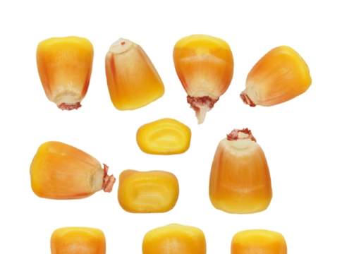 Mais: l’imprevedibilità delle previsioni