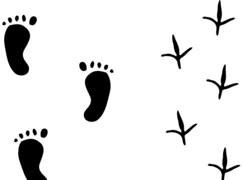 Le nutrie ora sono cacciabili. Anzi, no nutrie