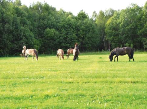Greening: prati, Efa e leguminose