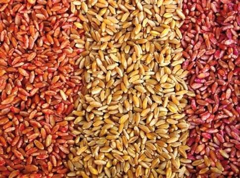 Protezione tecnica (e normativa) per il seme di qualità dei cereali seme