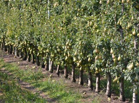 La fertirrigazione si evolve, servono operatori professionisti