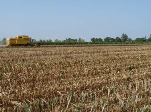 Concimazione verso l’autunno per orticole, estensive e arboree