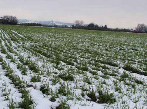 Concimazione, un investimento a garanzia di rese e produzioni