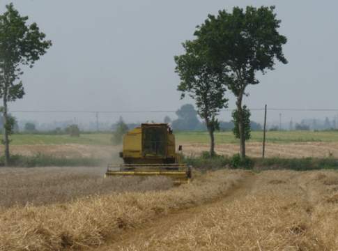 Fertilizzazione del frumento, strategie per andare a segno