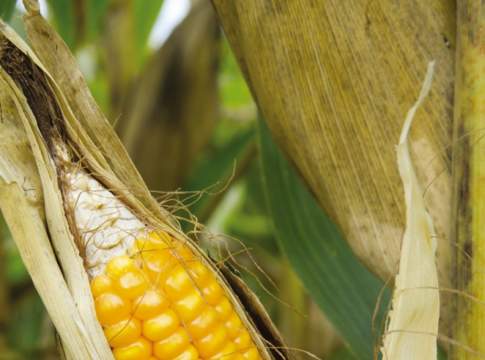 Mais, i migliori ibridi di un 2015 da dimenticare Mais