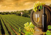 Nuovo logo per la Strada del vino e dei sapori del Friuli