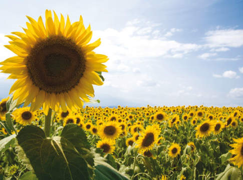 Girasole, rese apprezzabili nonostante il clima sfavorevole girasole