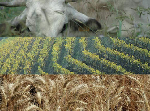 Piemonte, annata agraria amara per zootecnia e viticoltura piemonte