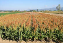 sorgo da granella