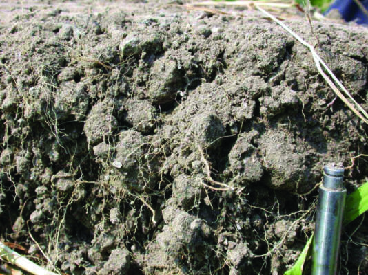 colture di copertura