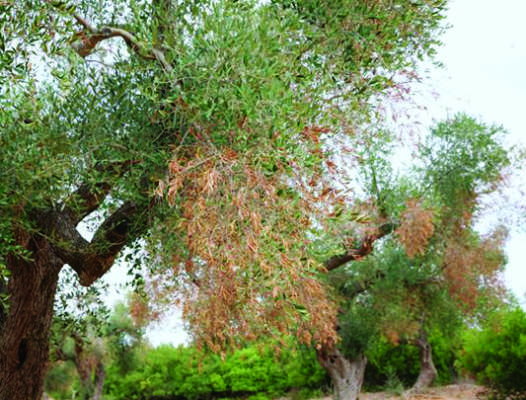 xylella