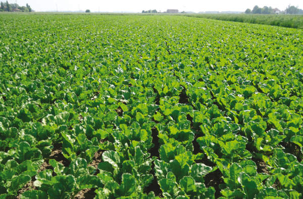 domande pac barbabietola