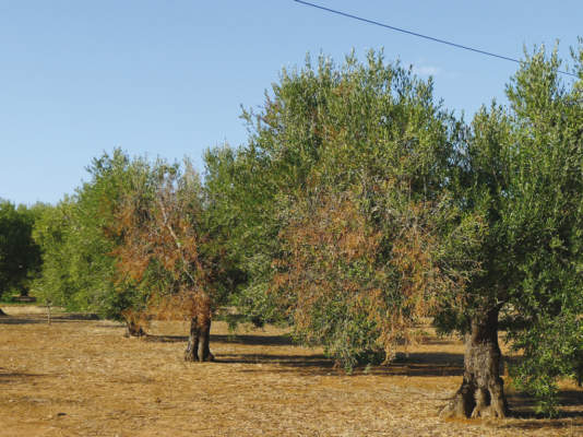 xylella