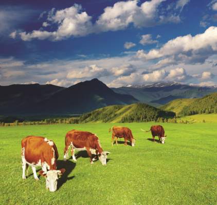 nuova pac sui pascoli