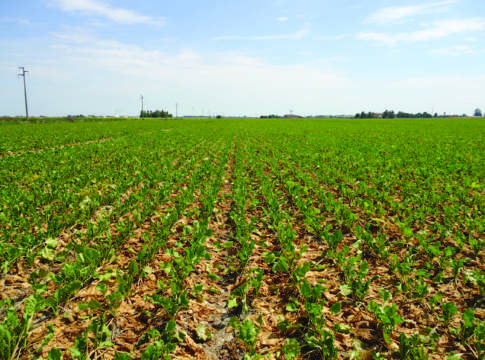 Fertilizzanti, accordo triennale Timac Agro Italia-Coprob