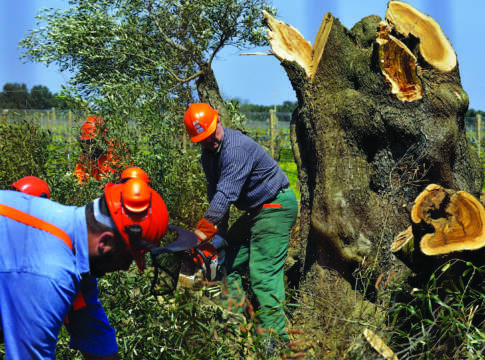 xylella abbattimenti olivi estirpata
