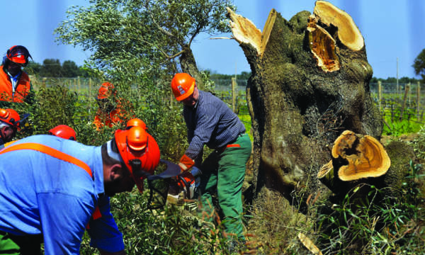 xylella abbattimenti olivi estirpata