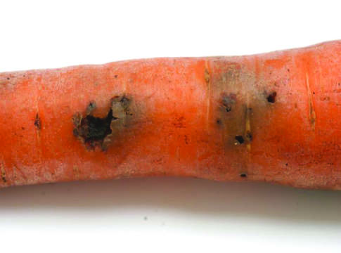 carota