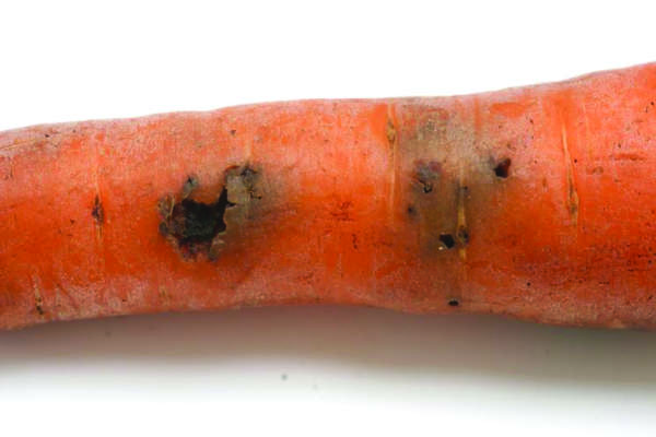 carota