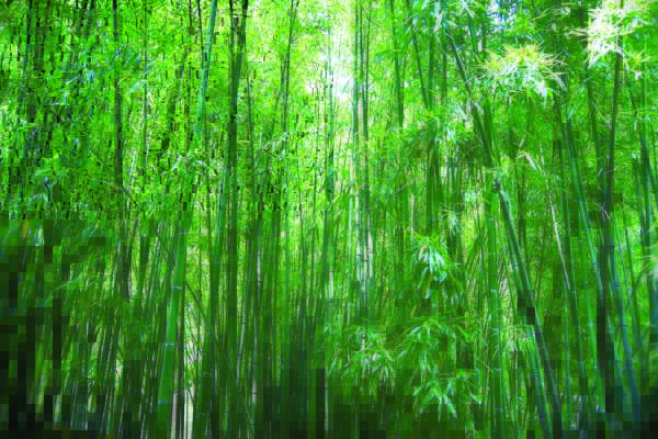 bamboo