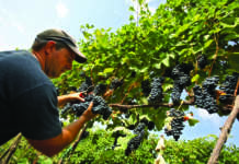 Jobs act, tutte le novità sui licenziamenti vendemmia